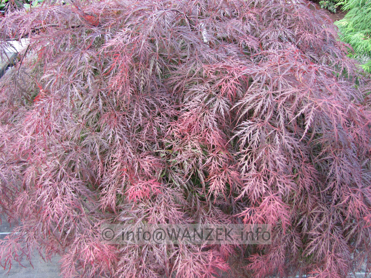 Acer palmatum Dissectum Garnet Sol1.JPG